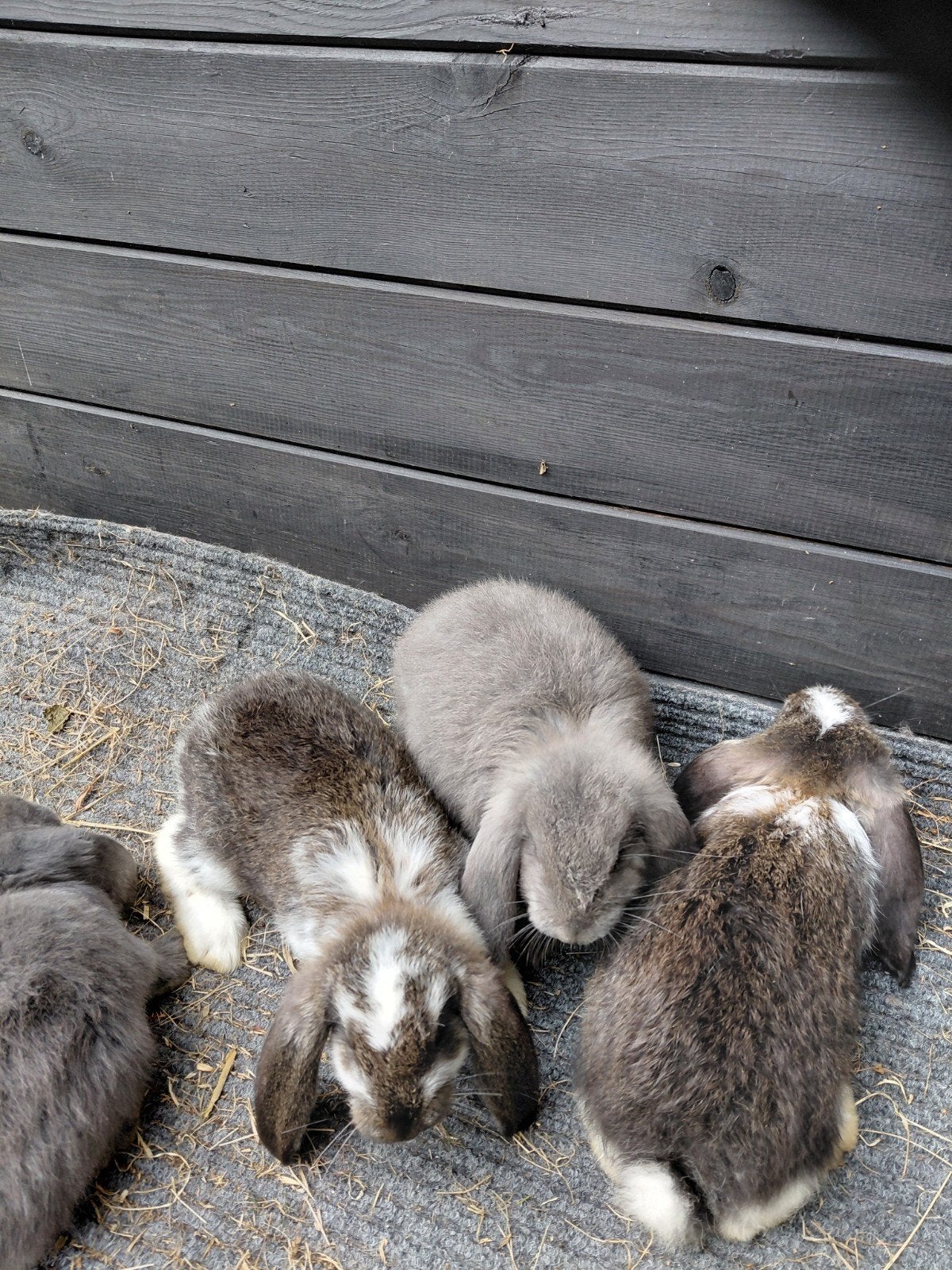 raszuivere Franse Hangoren, Meerdere dieren, Groot, Hangoor, 0 tot 2 jaar