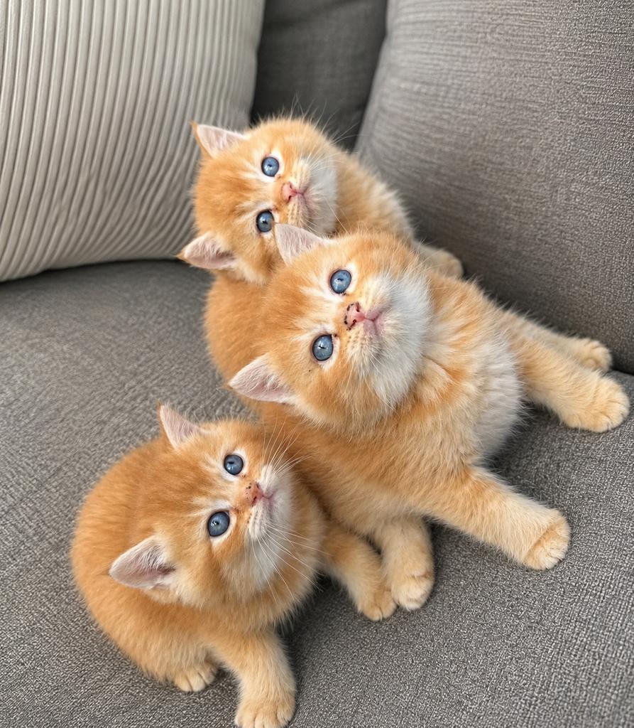 Britse Korthaar Kittens ( Golden), Dieren en Toebehoren, Katten en Kittens | Raskatten | Langhaar, Meerdere dieren