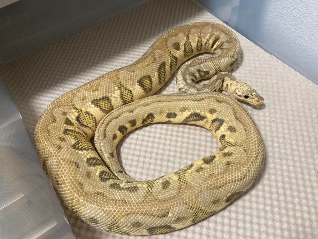 1.0 Killer Spotnose Redstripe Clown ball python regius Ball Python - male for sale from RPM