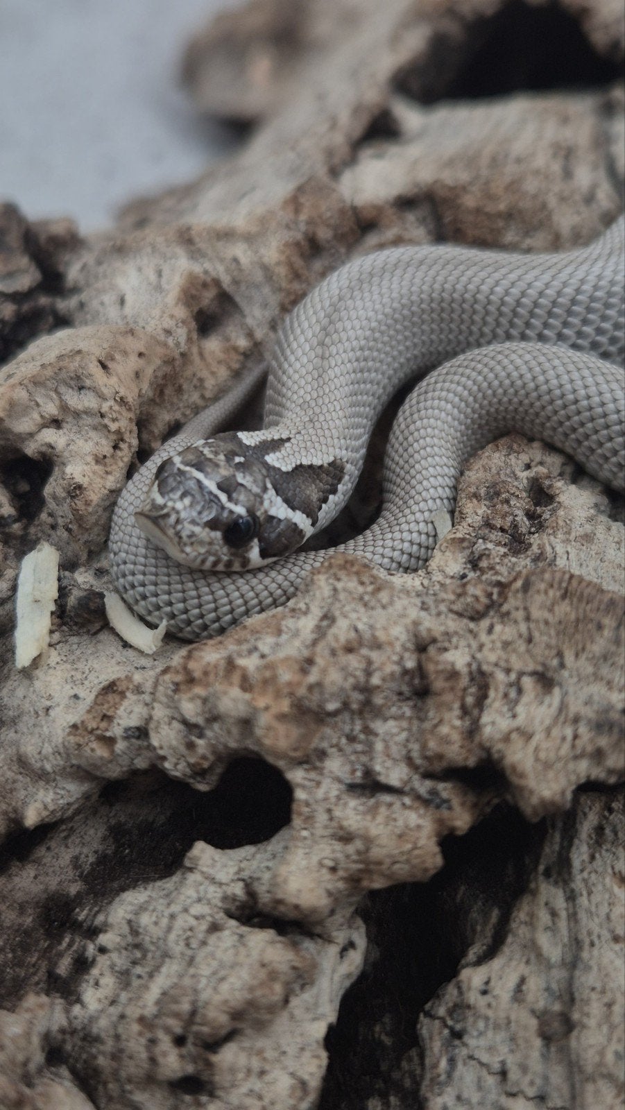 Haakneus slang het snow Hognose Snake photo 4
