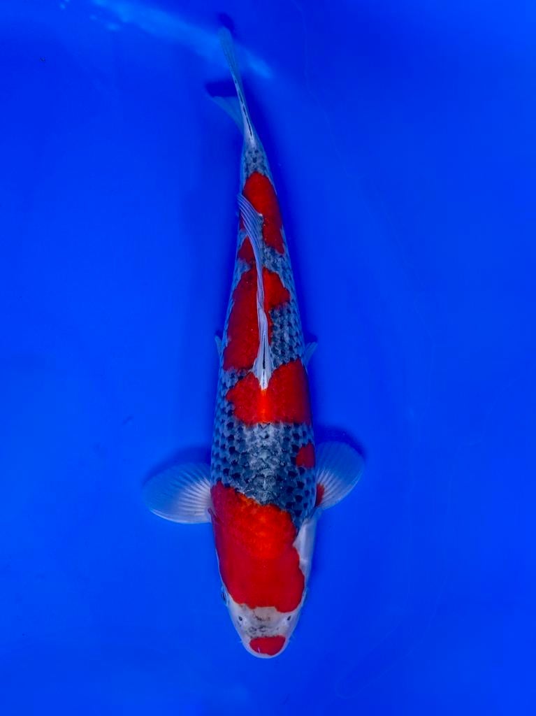 VHQ Goshiki – Conias | Young Nisai (37–42 cm), Dieren en Toebehoren, Karper of Koi