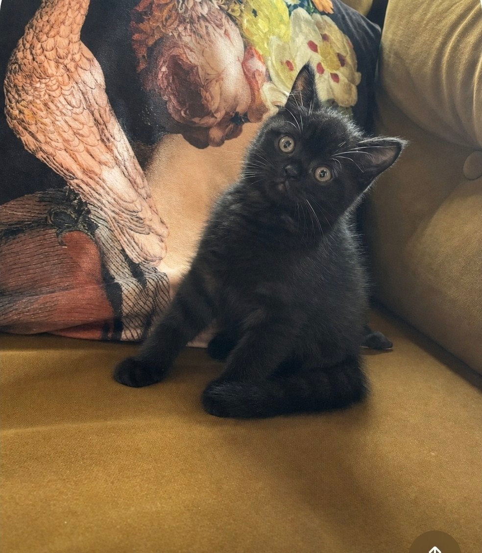 lieve Britse kortharen katertjes, Meerdere dieren, Gechipt, 0 tot 2 jaar
