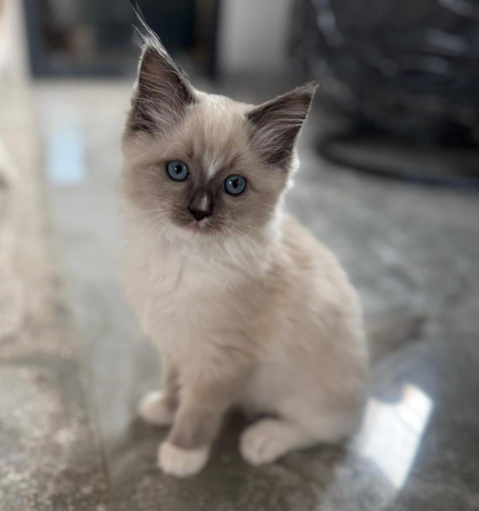 Prachtige Ragdoll kittens mogen verhuizen ♥️, Meerdere dieren, Ontwormd, 0 tot 2 jaar