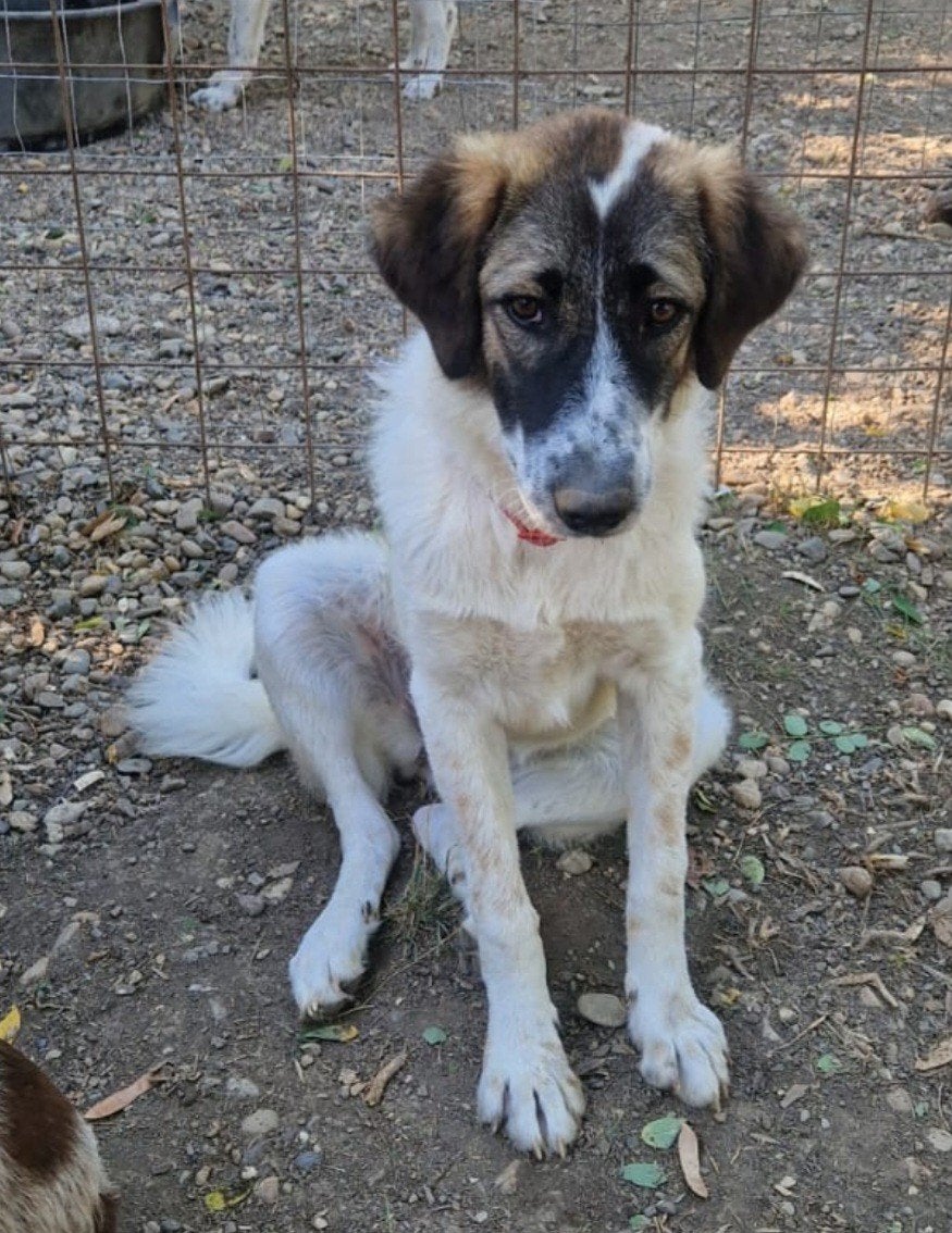 Tea pup zoekt baasje, Particulier, 15 weken tot 1 jaar, Buitenland, Teef