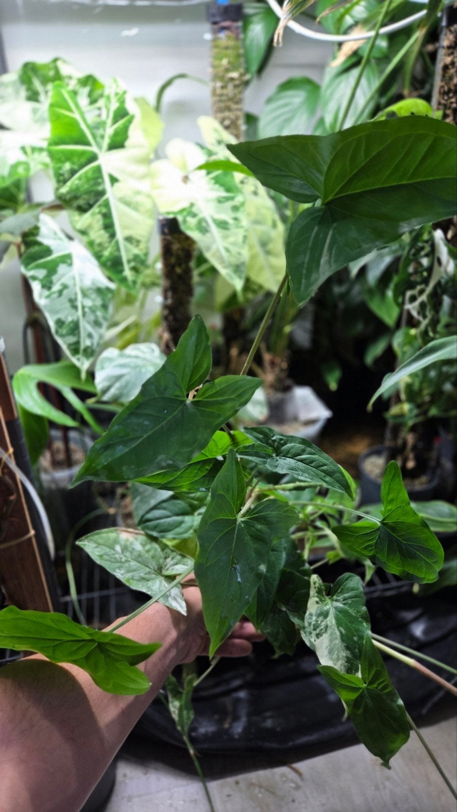 Syngonium incl albo, Ophalen of Verzenden, Overige soorten, Volle zon