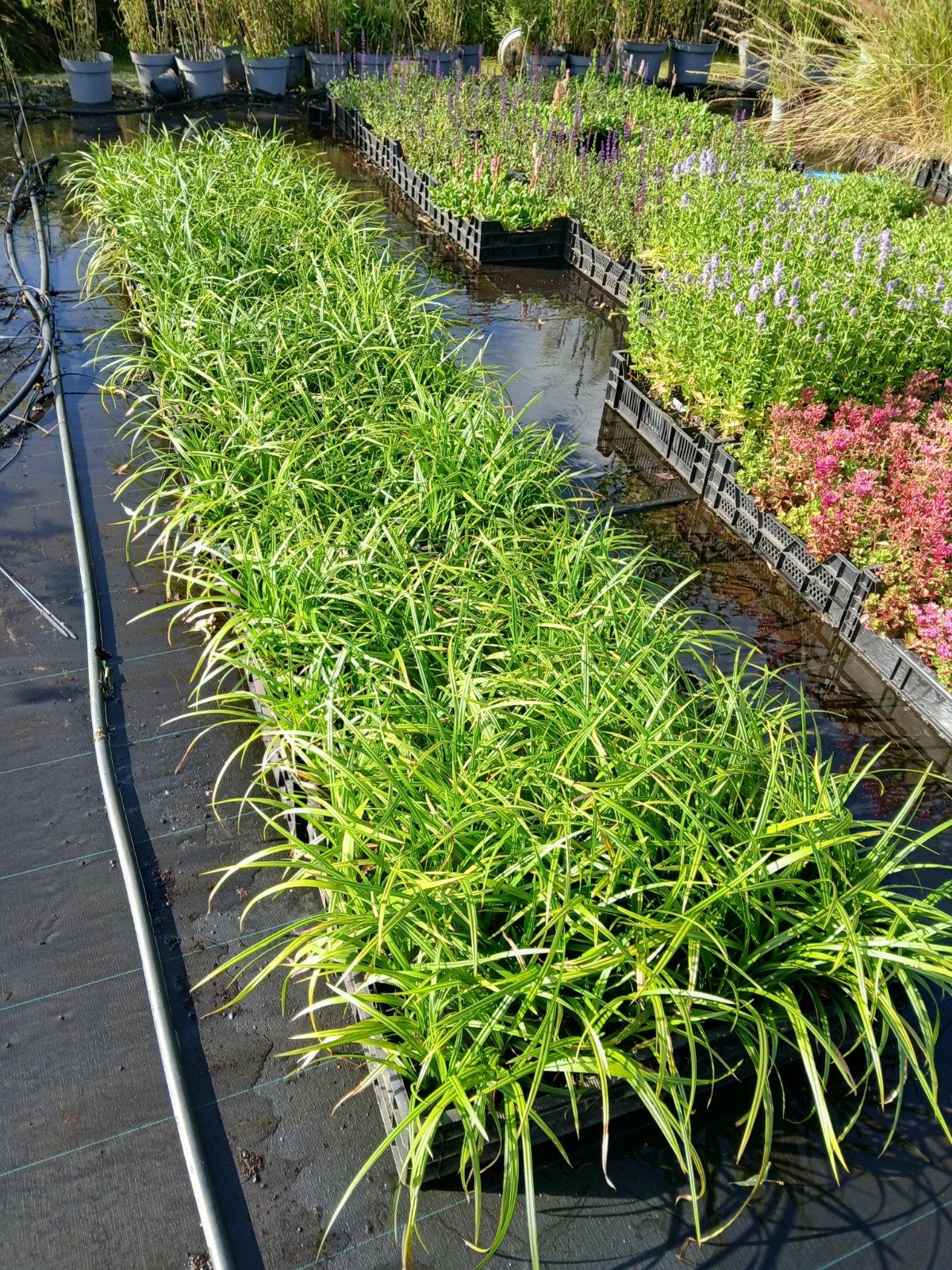 Partij Carex Iris Green planten - Siergras voor tuin, Ophalen of Verzenden, Siergrassen, Halfschaduw