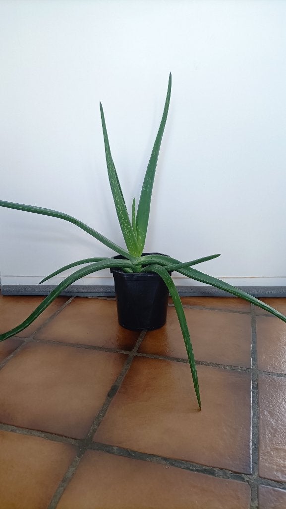 Aloë Vera plant. Voor € 2,- op te halen in Zierikzee., Overige soorten, Minder dan 100 cm, Groene kamerplant, Halfschaduw