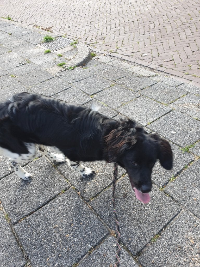 Woezel zoekt vrijwillig loopmaatje
