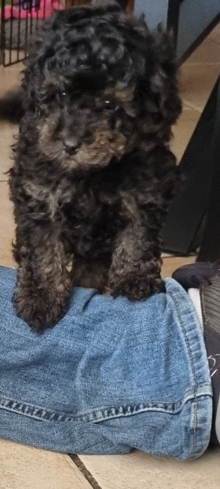 Toypoedel pups, Poedel, 8 tot 15 weken, Meerdere, Meerdere dieren