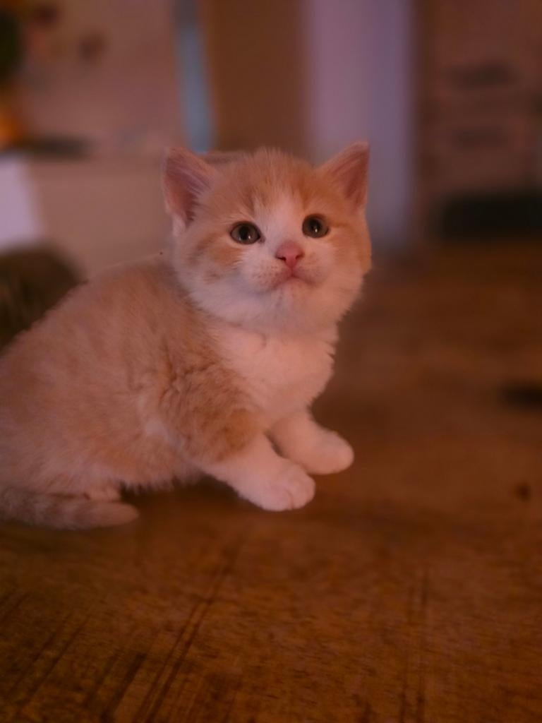 Kitten, Dieren en Toebehoren, Katten en Kittens | Overige Katten, Meerdere dieren