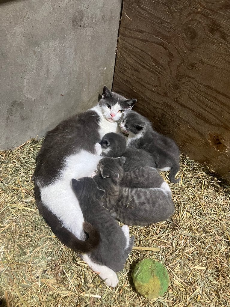 Jonge katten., Dieren en Toebehoren, Meerdere dieren, Ontwormd