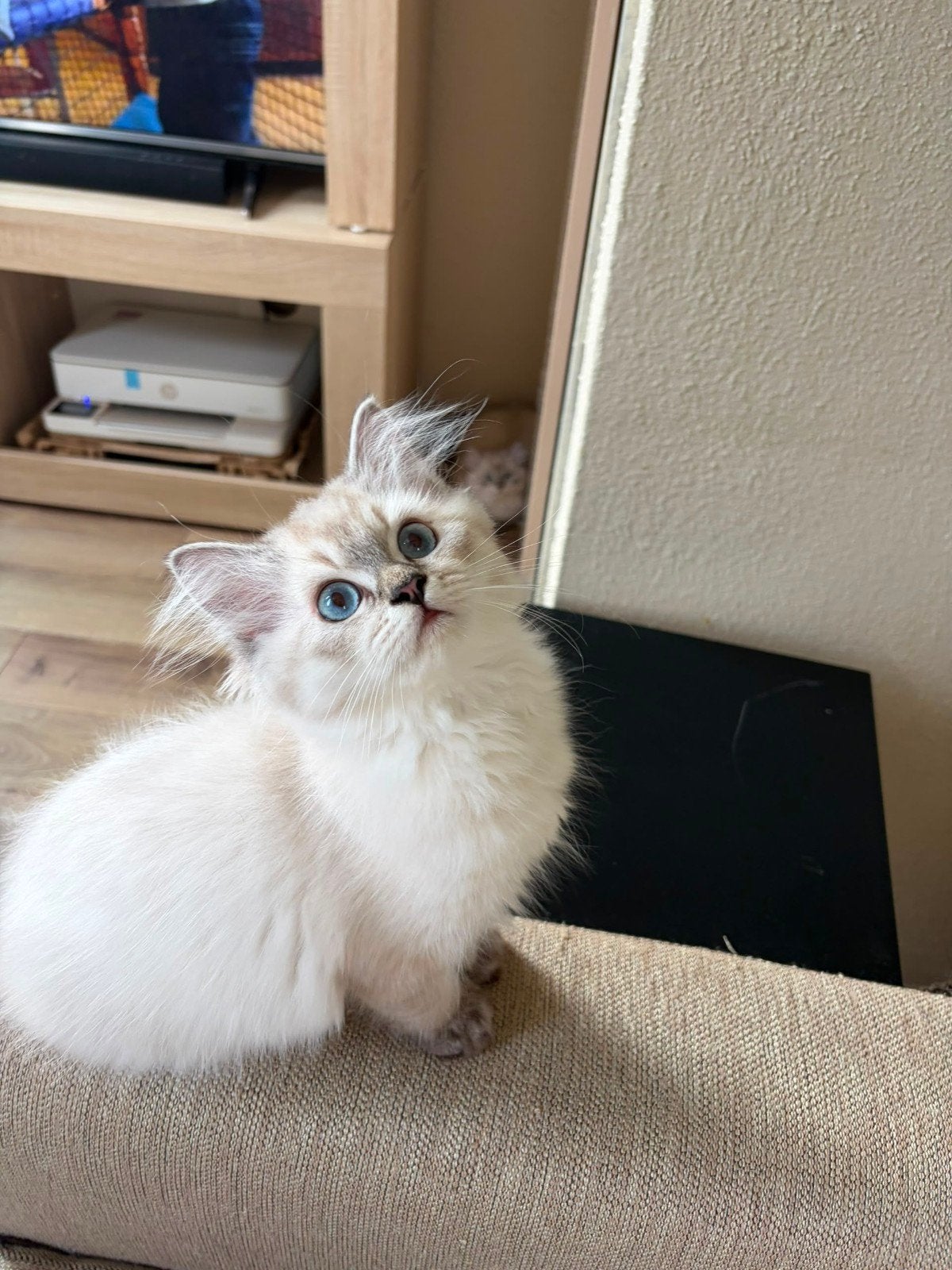 Britis lang haar kitten, Meerdere dieren