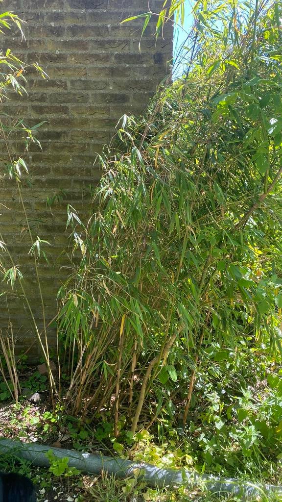Niet woekerende bamboe Asian Wonder, Ophalen, Bamboe, 250 cm of meer