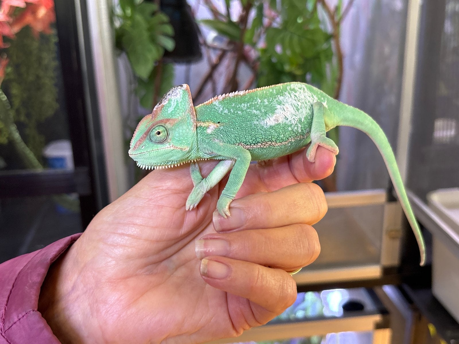 Jemen kameleon 5 maanden oud Chameleon photo 3