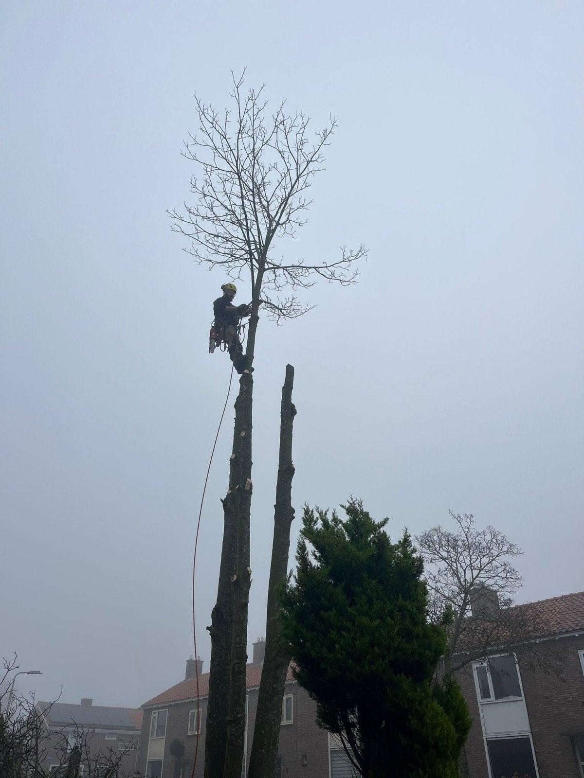 Bomen kappen / snoeien / advies, Diensten en Vakmensen, Tuinmannen en Stratenmakers