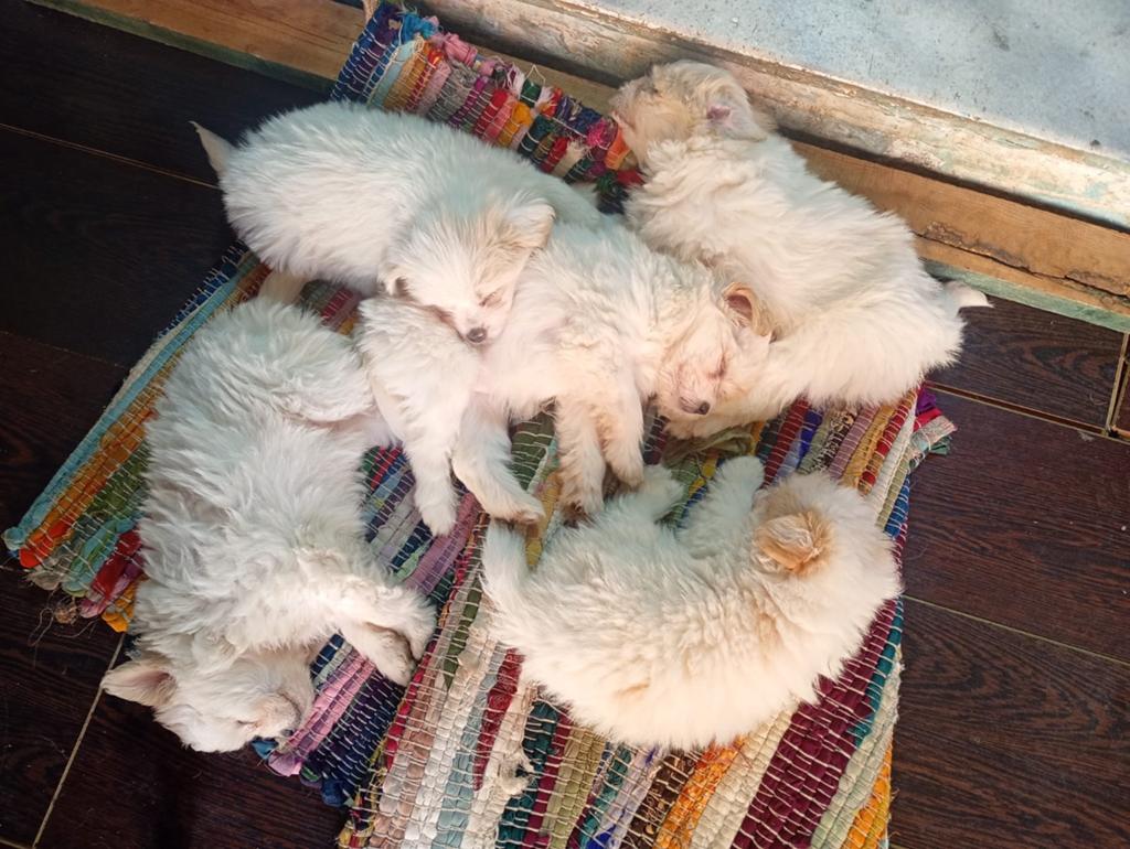 Coton de Tuléar, Overige rassen, Meerdere, Meerdere dieren, Nederland