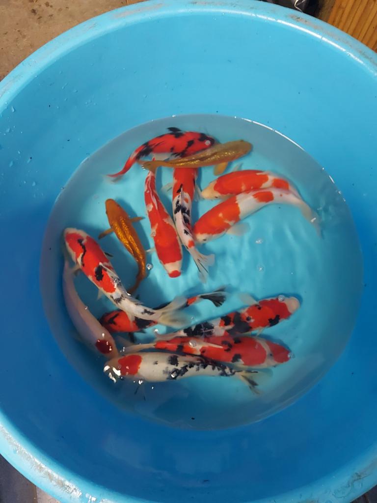 15 koi, Dieren en Toebehoren, Karper of Koi