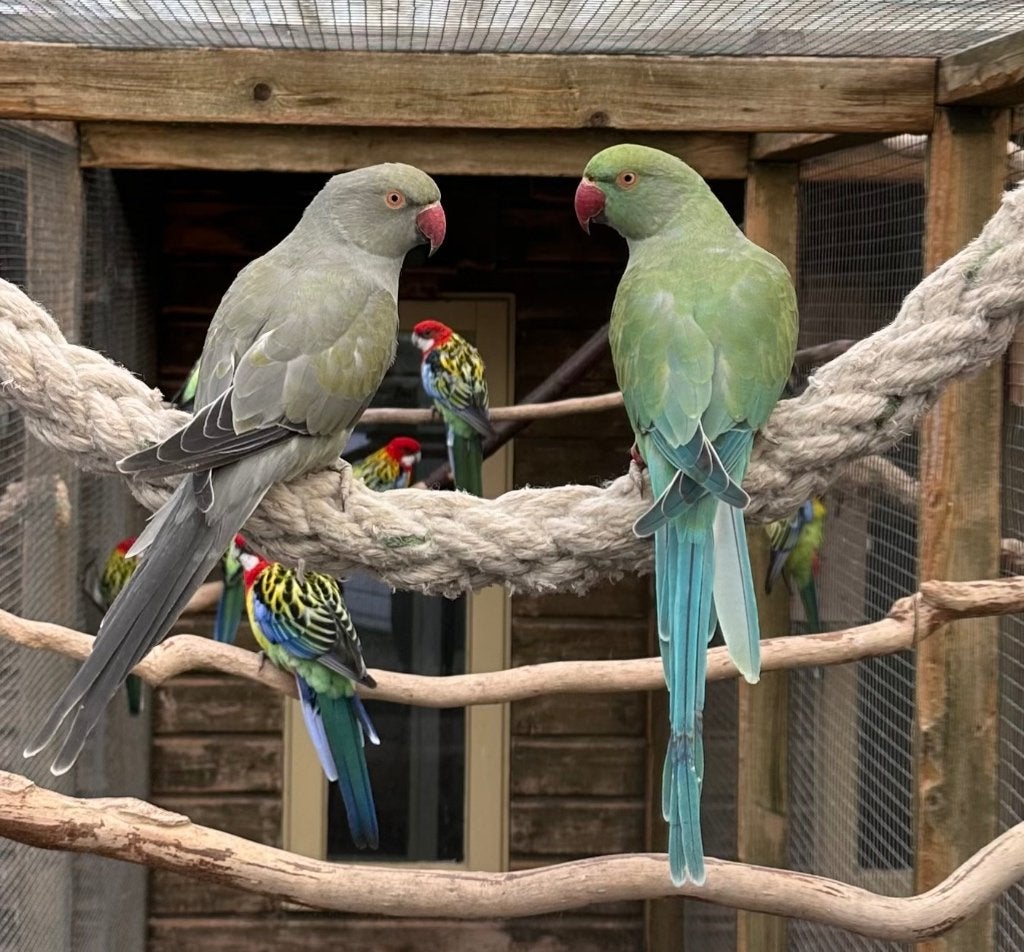 Halsbandparkieten poppen, Dieren en Toebehoren, Vogels | Parkieten en Papegaaien, Vrouwelijk, Parkiet