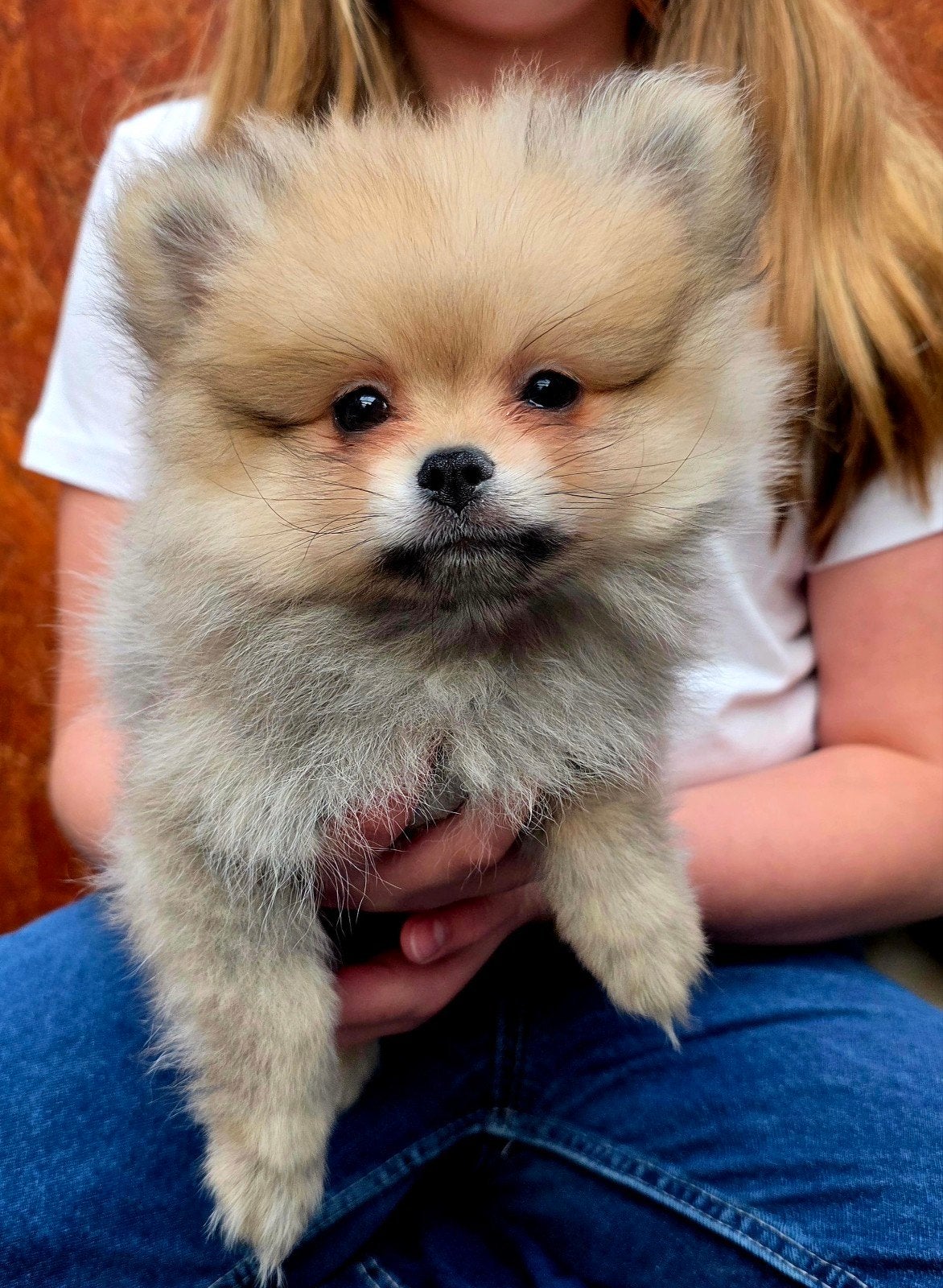 nog 1 prachtig pommeriaan pup beschikbaar, 8 tot 15 weken, Meerdere, Meerdere dieren, Klein