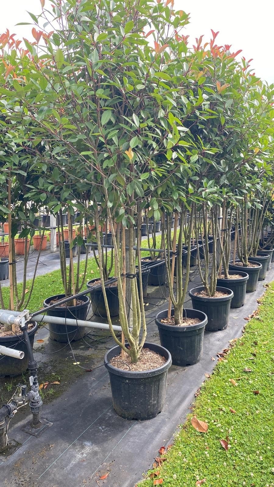 Photinia Red Robin Meerstammig - Prachtige Glansmispel, Tuin en Terras, Planten | Struiken en Hagen, Ophalen, Overige soorten