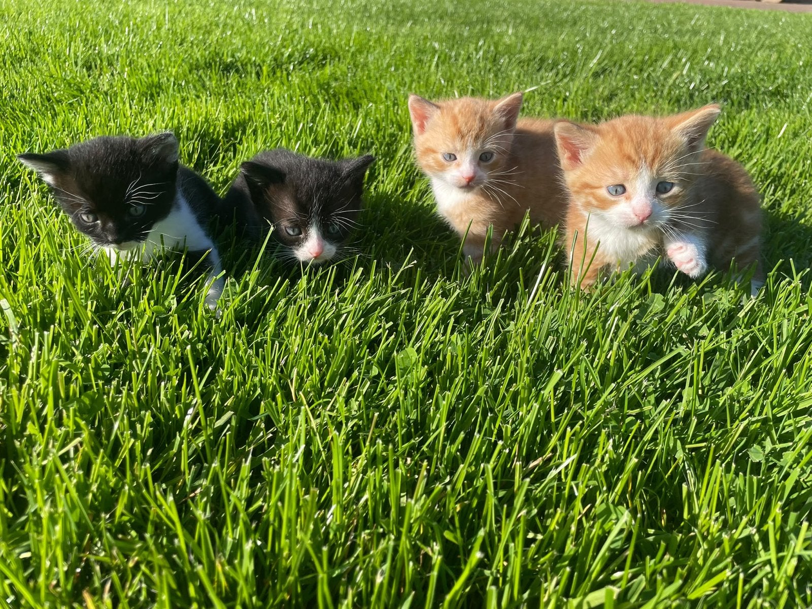 Mooie kittens: 2 zwarte poesjes, Meerdere dieren, Kortharig, 0 tot 2 jaar