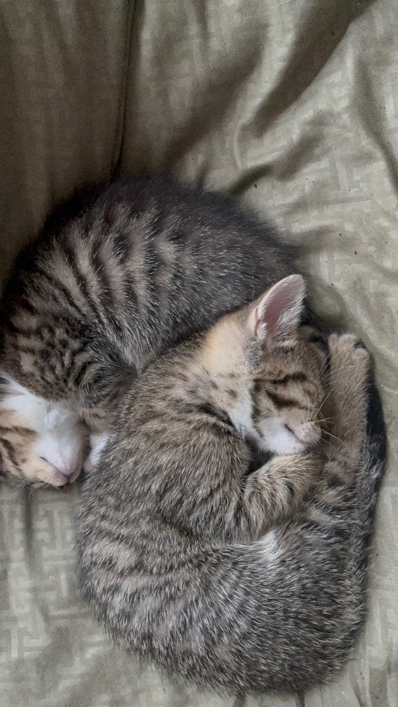 Wij hebben prachtige lieve kittens ❤️, Dieren en Toebehoren, Geslacht onbekend, Langharig, 0 tot 2 jaar