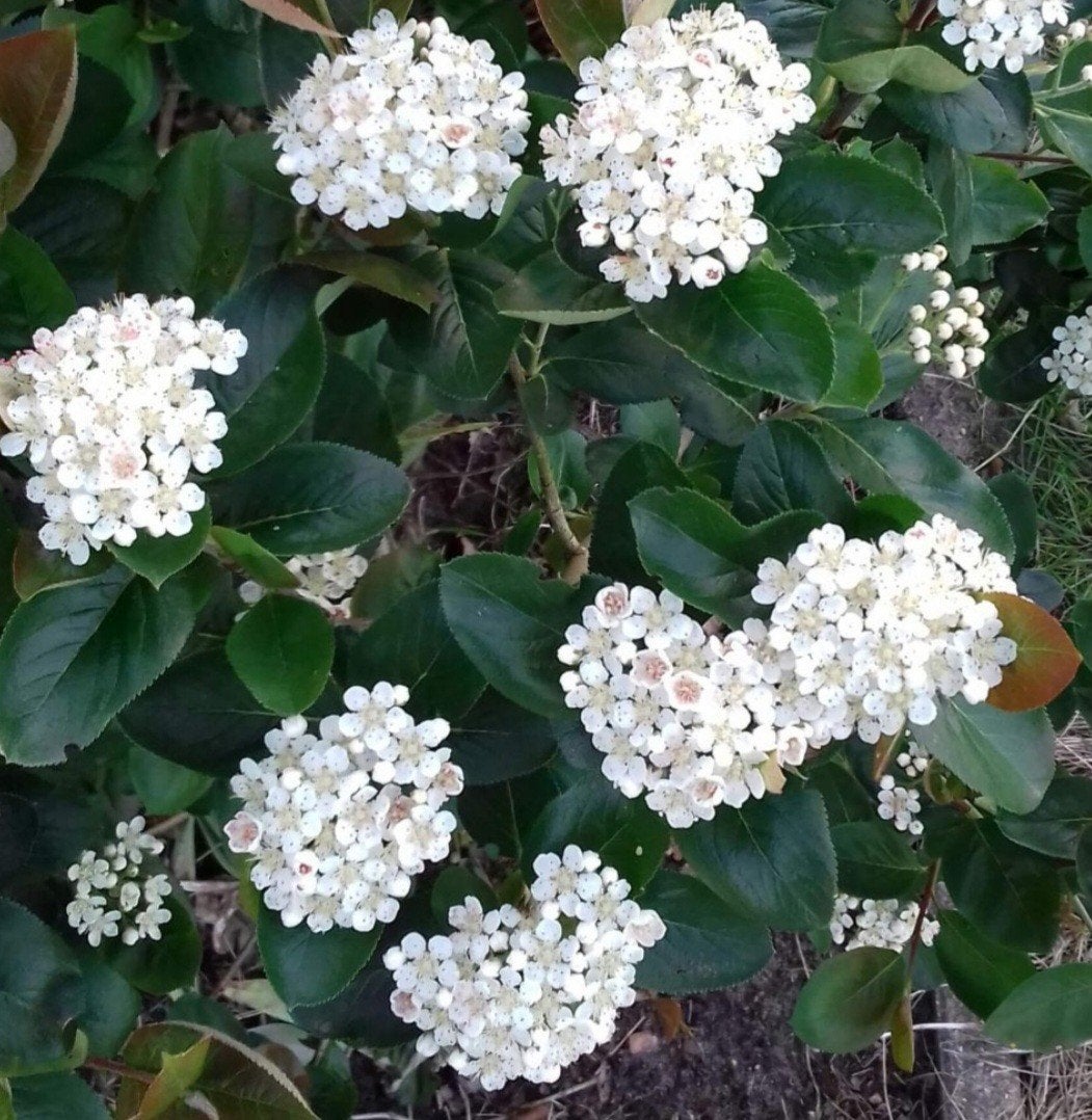 ARONIA MELANOCARPA 1.75 CM HOOG STRUIK TUINPLANT VASTE PLANT, Ophalen