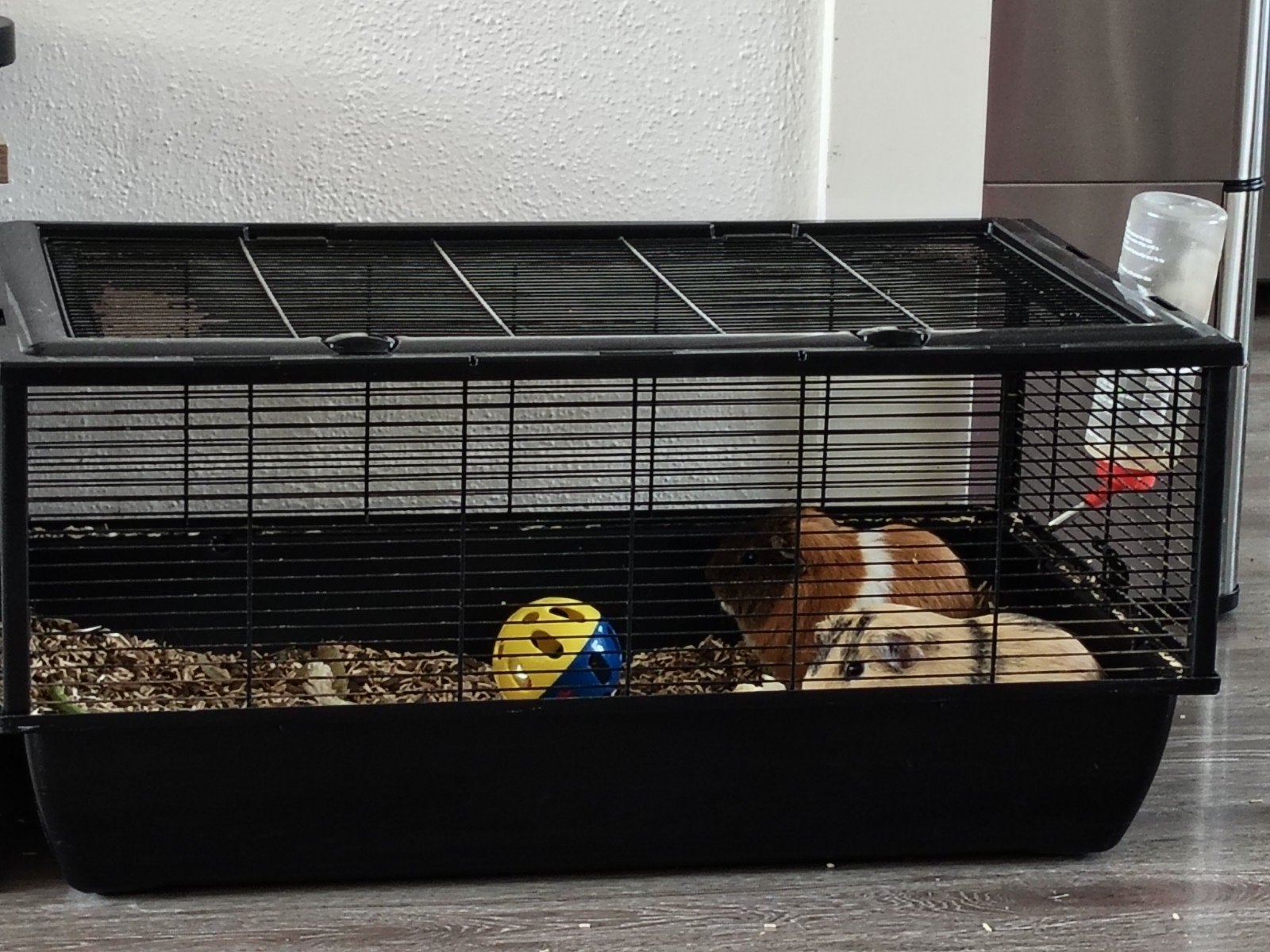 cavia's, Kooi, 75 tot 110 cm, Cavia, Ophalen