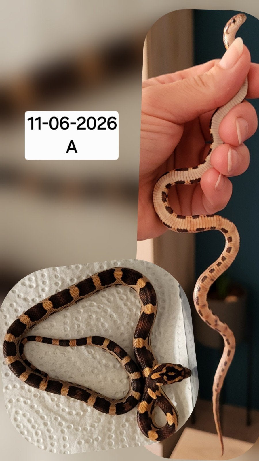 Jonge rattenslangen/korenslangen, 0 tot 2 jaar