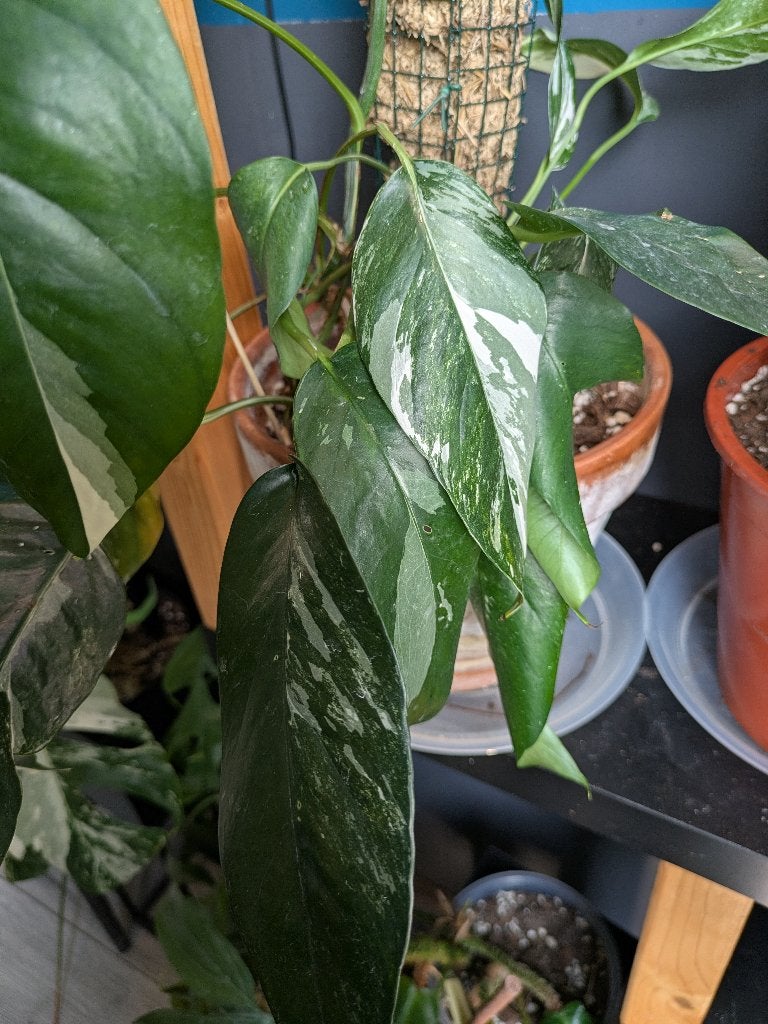 Epipremnum Pinnatum variegata Albo stek, Ophalen of Verzenden, Halfschaduw, Minder dan 100 cm