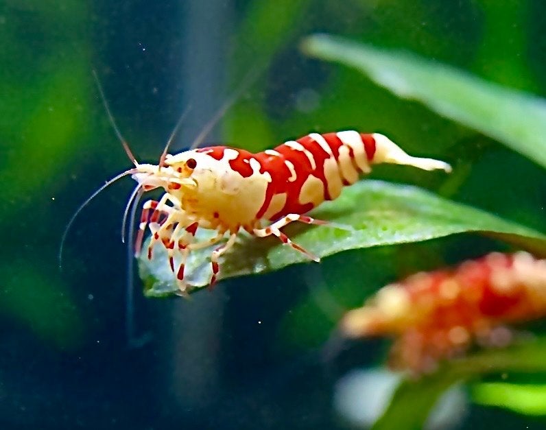 Fancy red tiger garnalen van Vinfish, Kreeft, Krab of Garnaal