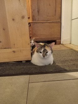 Getijgerd poesje, 10 weken oud, in Venlo, Dieren en Toebehoren, Poes, Kortharig, 0 tot 2 jaar