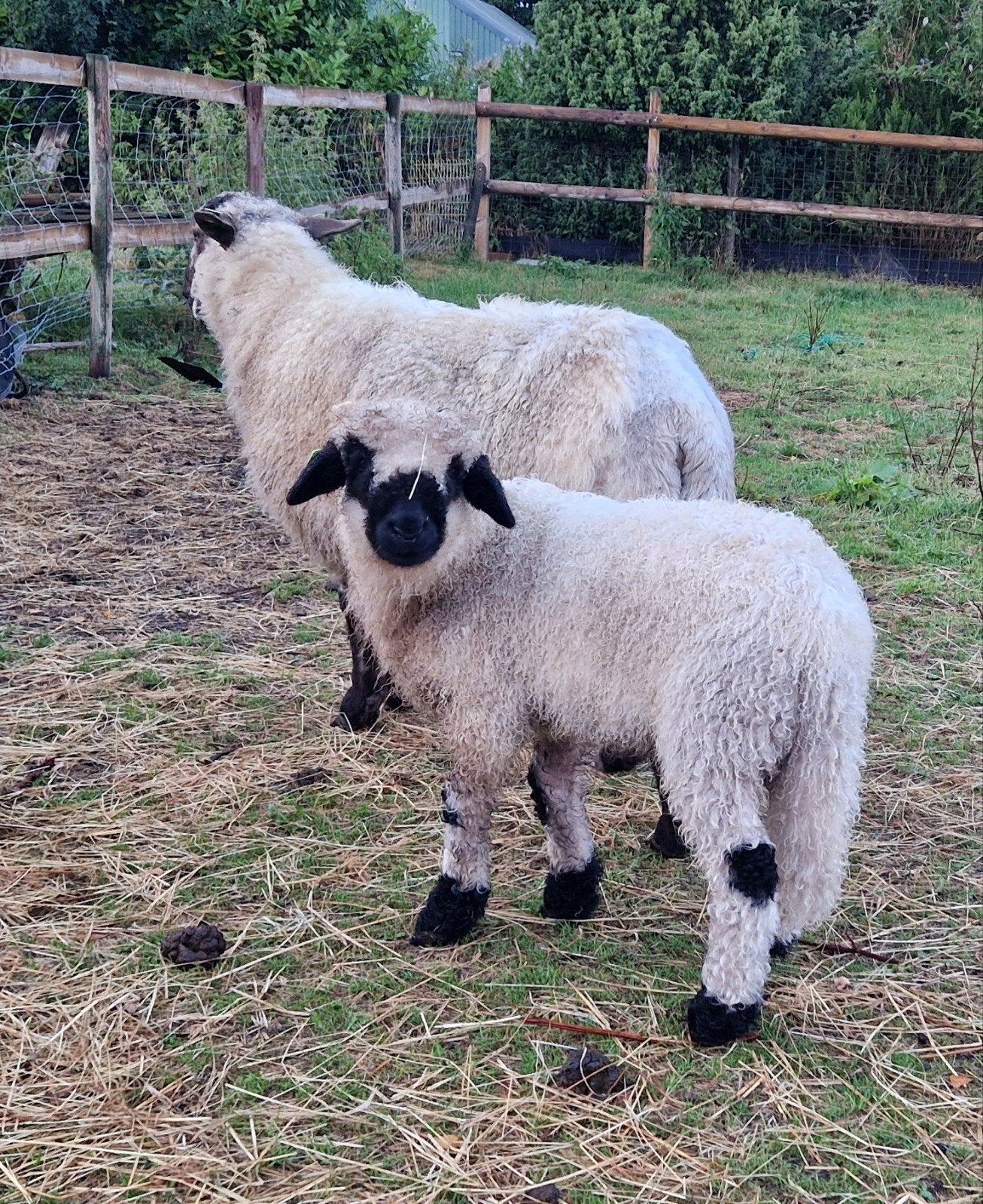 Walliser schwarznase ooien + lammeren, Dieren en Toebehoren, Schapen, Geiten en Varkens, Meerdere dieren, Schaap