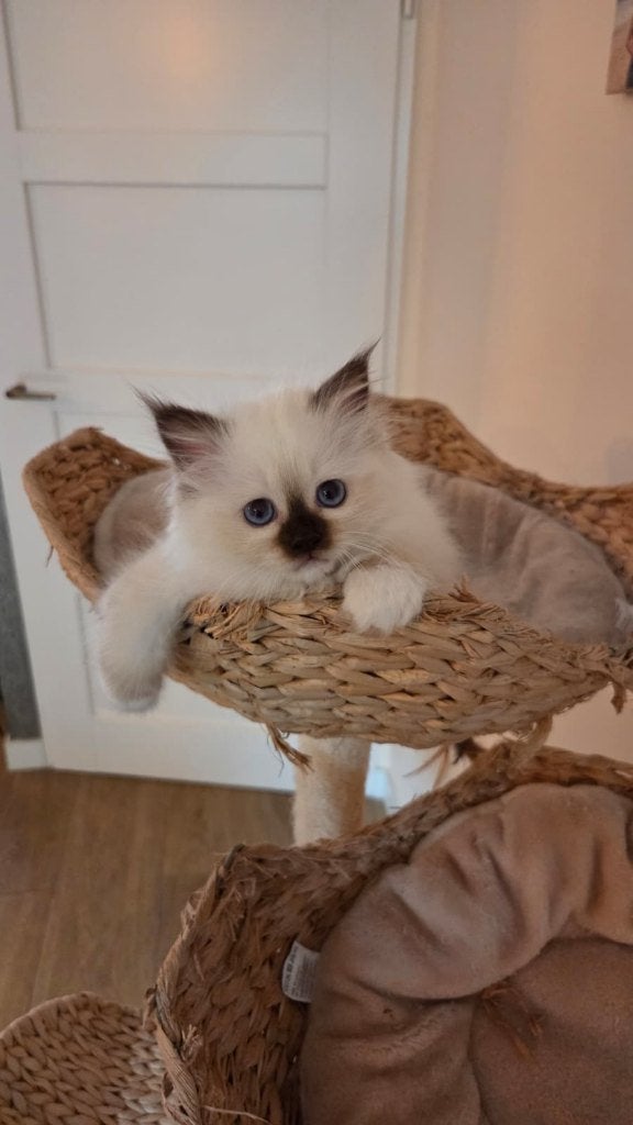 Heilige Birmaan kitten poesje chocolate point, Dieren en Toebehoren, Poes, Met stamboom, 0 tot 2 jaar