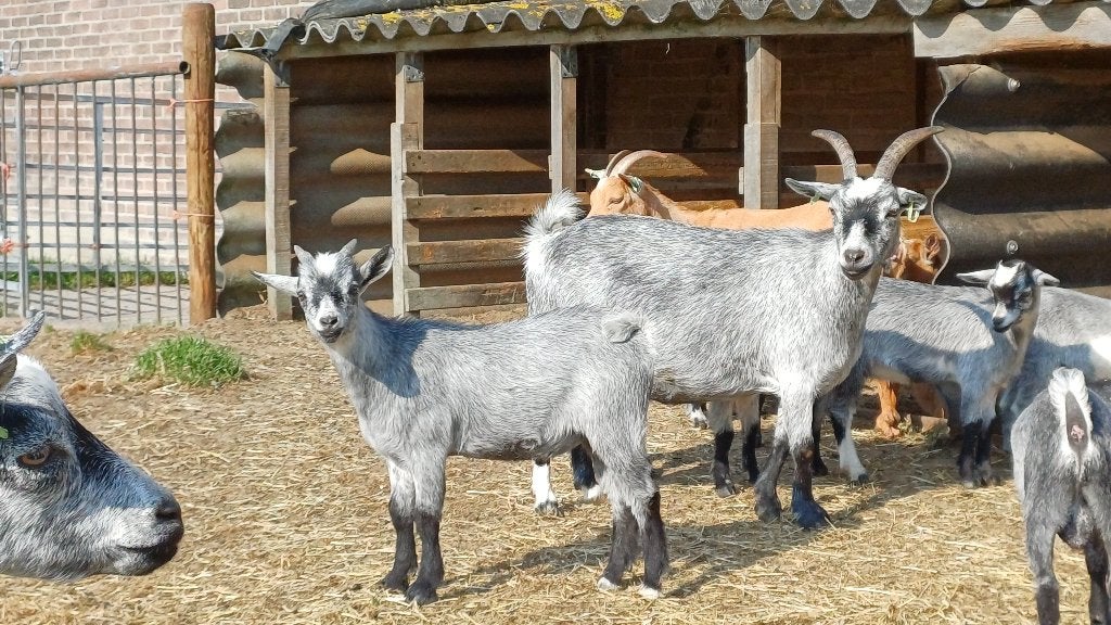 Dwerg geit bok blauwschimmel x Camel, Dieren en Toebehoren, Mannelijk, Geit, 0 tot 2 jaar