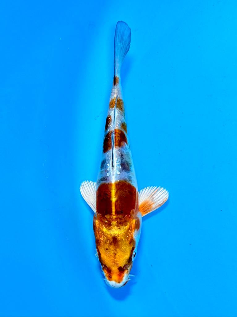 Doitsu Metallic Ochiba 14-18cm Kase Japanse koi, Karper of Koi