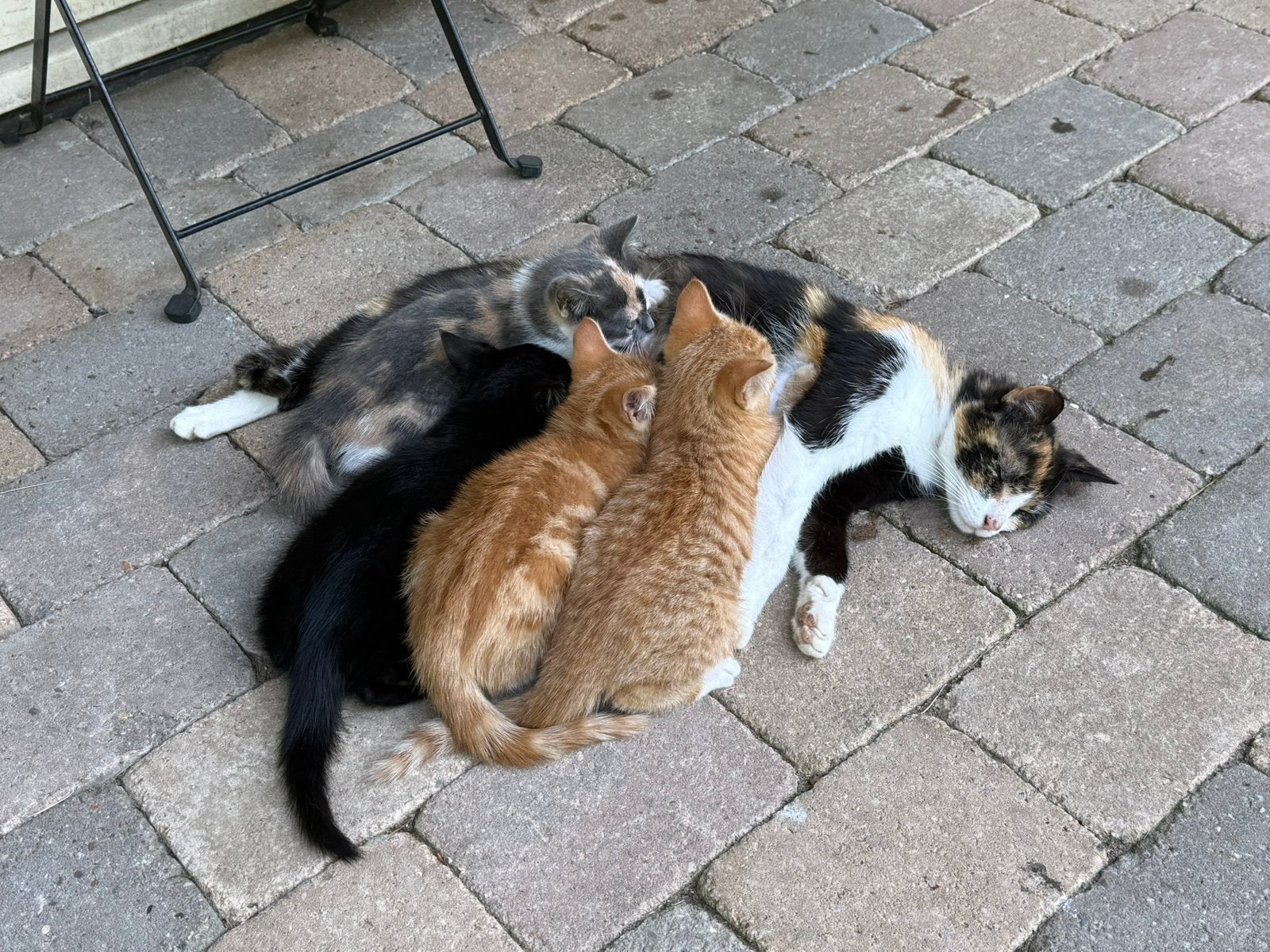 Prachtige kittens 2 katers 1 poesje, Meerdere dieren