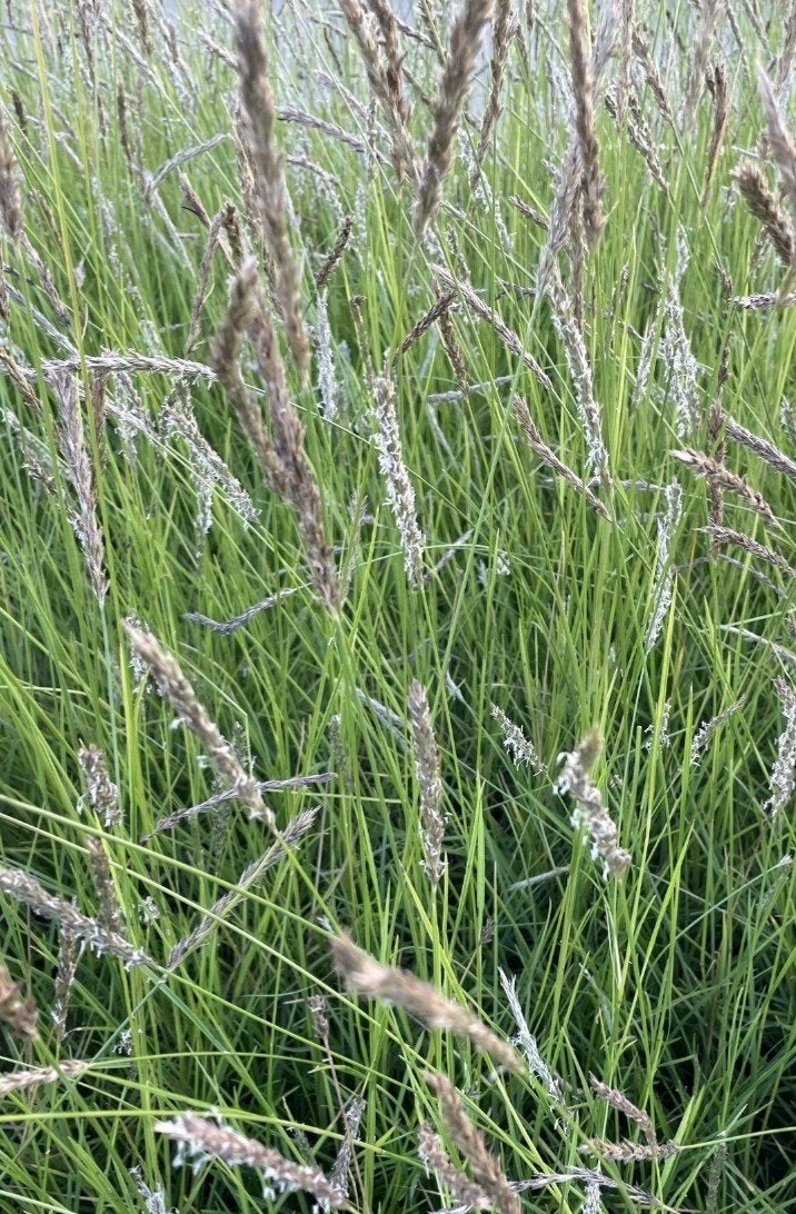 Sesleria autumnalis P9 - Herfstblauweberggras, Volle zon, Vaste plant, Siergrassen, Ophalen of Verzenden