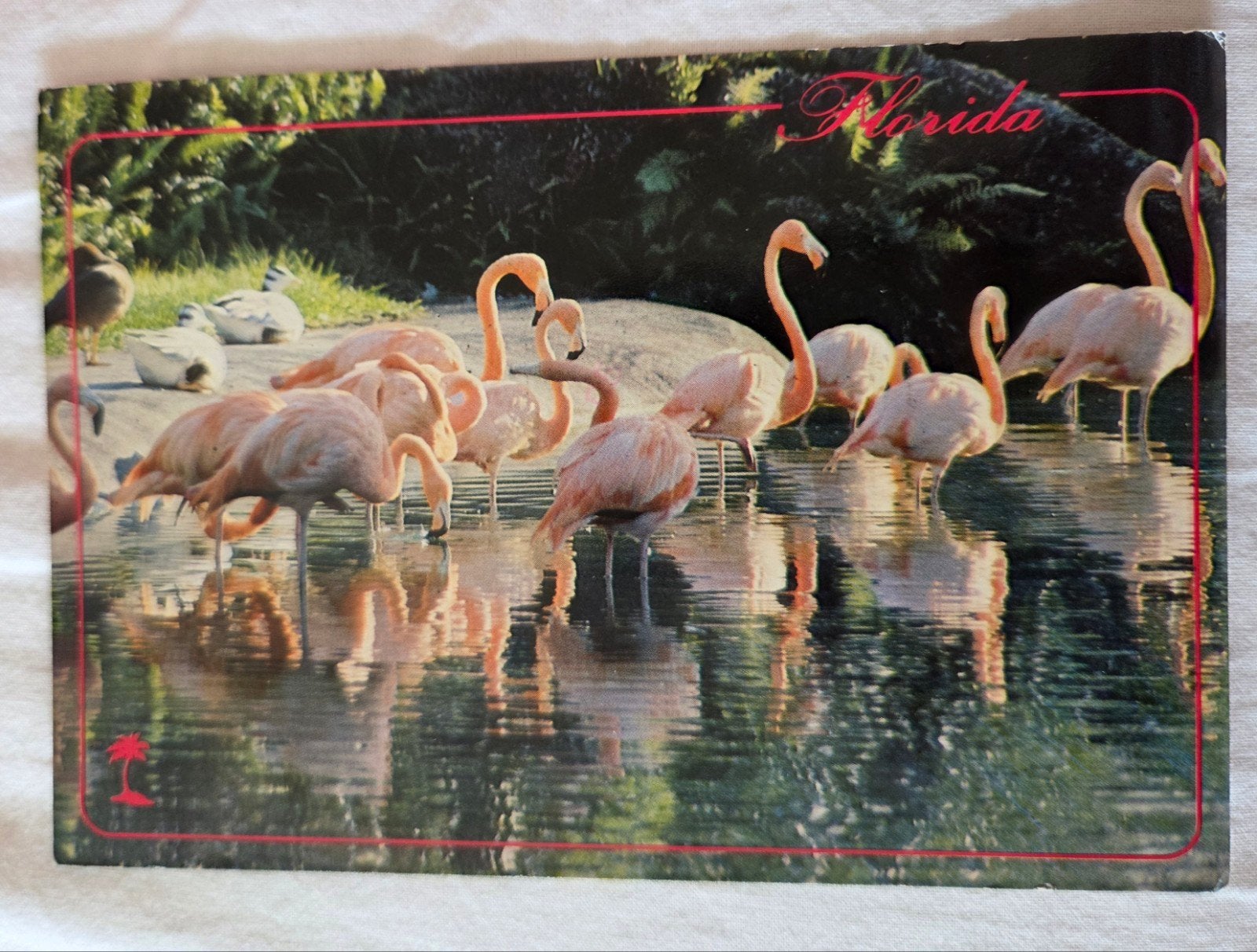 Florida met flamingo's, Verzenden, 1980 tot heden, Gelopen, Buiten Europa