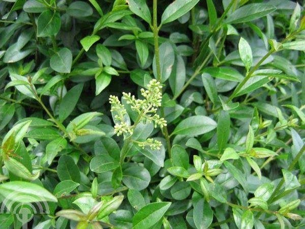 HAAG Ligustrum vulgare 'Atrovirens' Wilde liguster win-groen, Overige soorten, Volle zon, Vaste plant, Ophalen of Verzenden