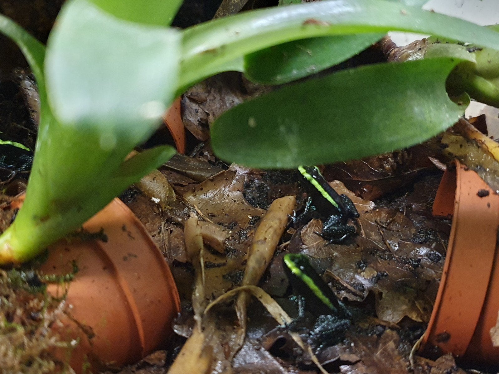 gifkikker, nakweek phyllobates aurotaenia Frog - unknown for sale from Ron de Lang