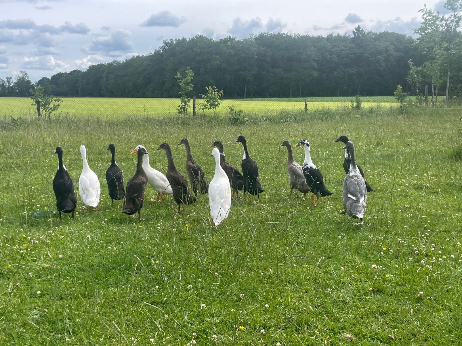 Jonge indische loopeenden, Meerdere dieren, Eend
