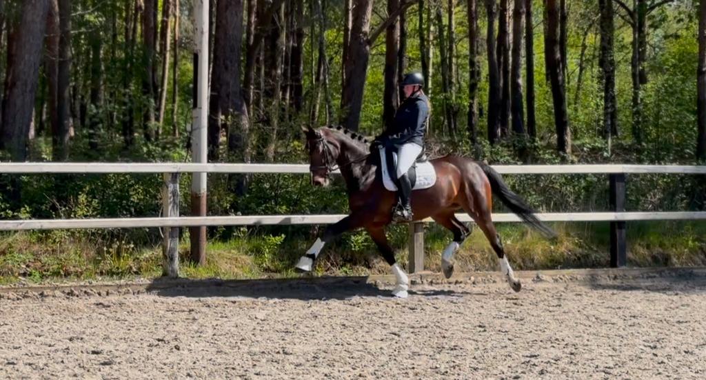 Prachtige Expression merrie/ Leerpaard/Allround, Dieren en Toebehoren, Paarden, Merrie, Met stamboom, M, Dressuurpaard