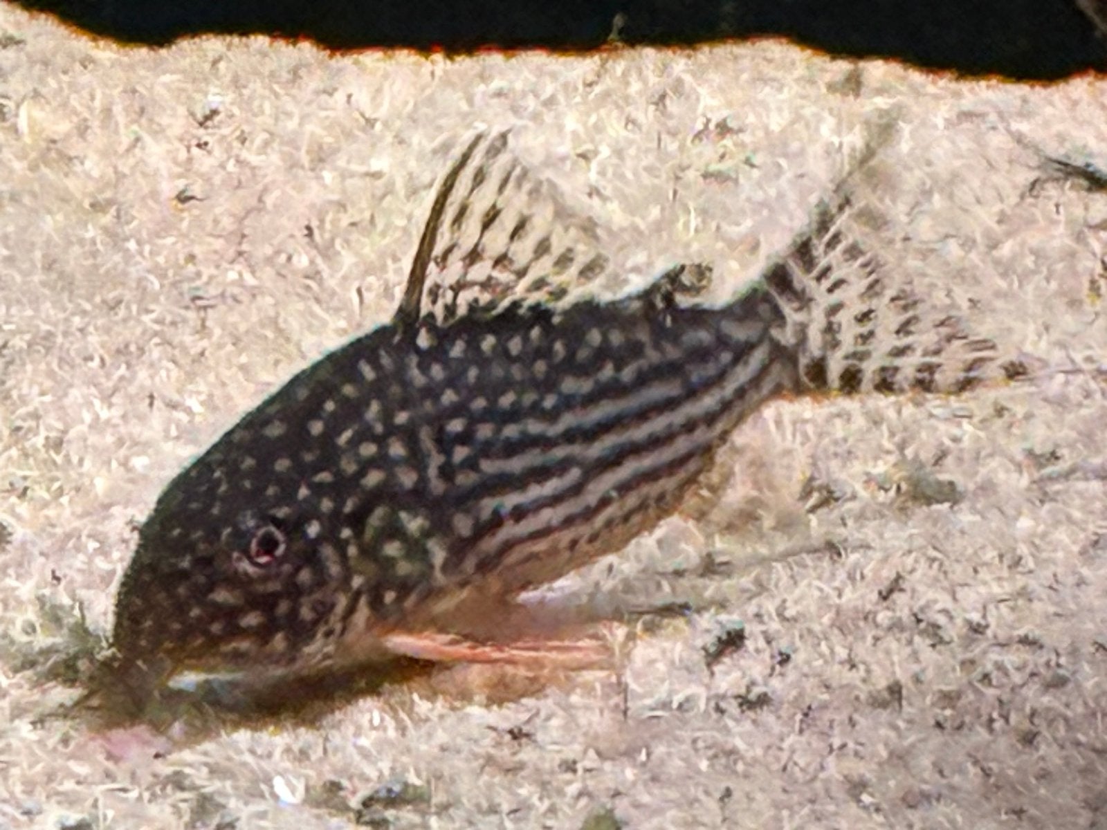 12x Corydoras, Vis