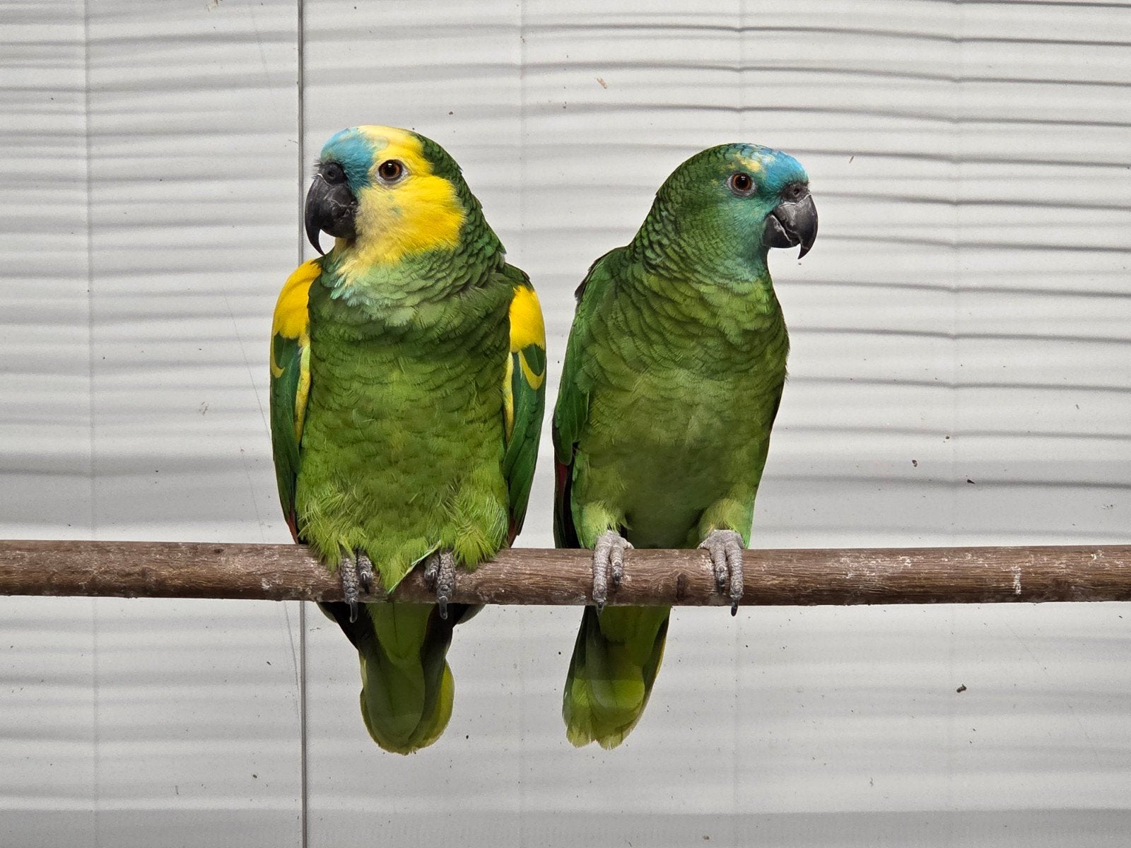 3-3 blauwvoorhoofd amazone, Dieren en Toebehoren, Mannelijk, Papegaai