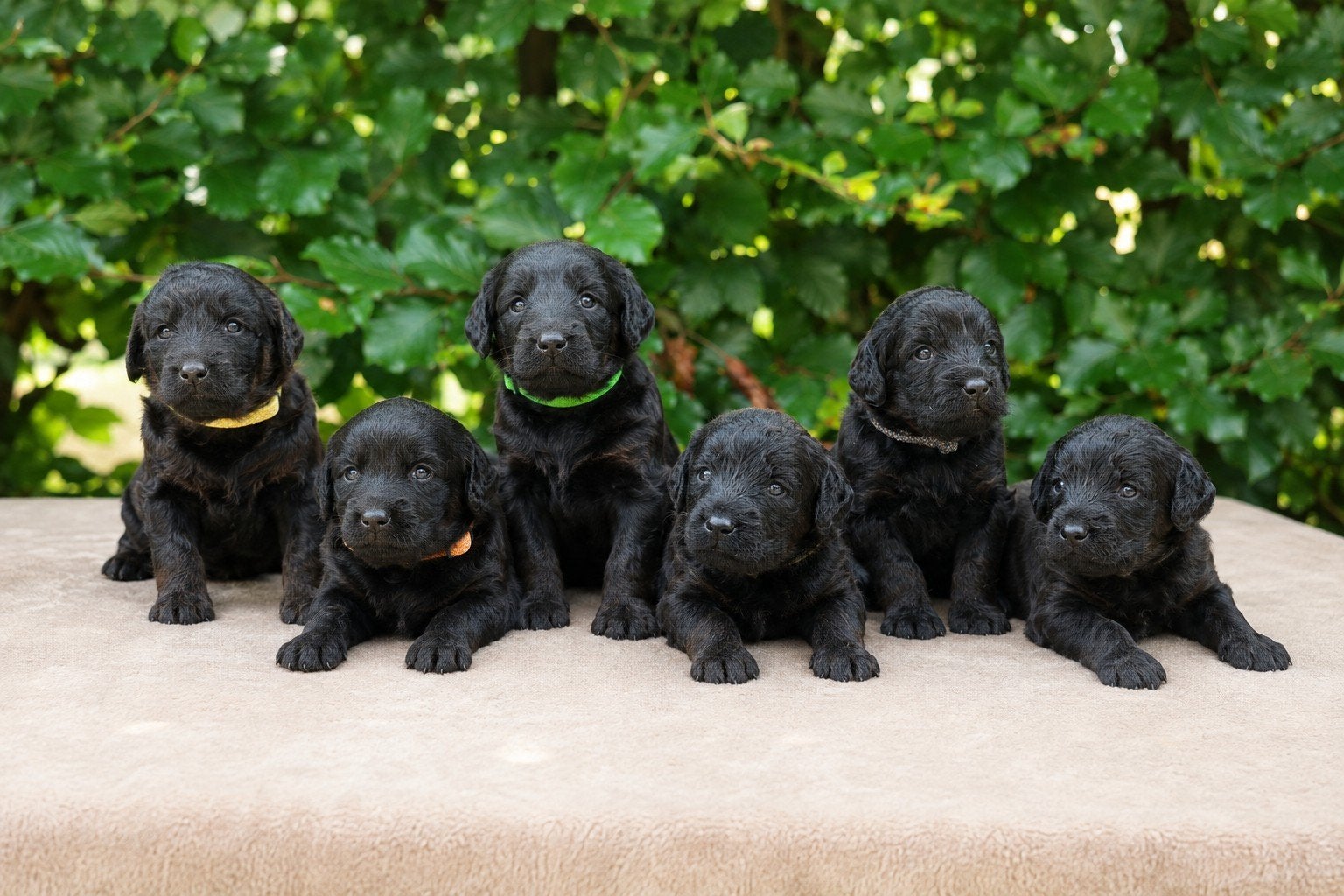 lieve en leuke labradoodle pups, Parvo, 8 tot 15 weken, Meerdere, Meerdere dieren