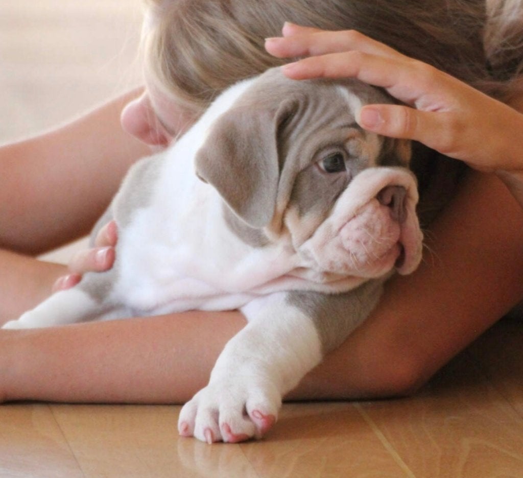 Old English Bulldog puppy, Fokker | Hobbymatig, 8 tot 15 weken, Buitenland, Bulldog