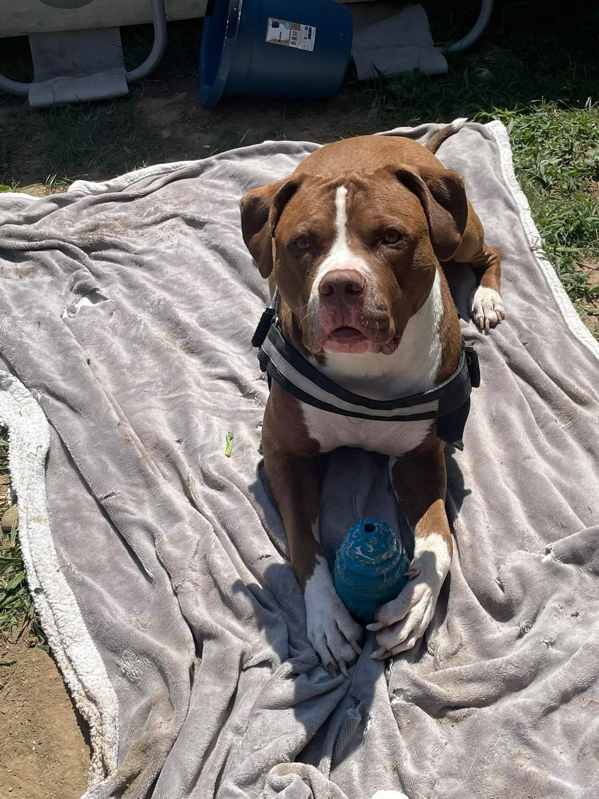 Pitbull dekreu ( NIET TE KOOP ), Parvo, Eén hond, 3 tot 5 jaar, Nederland
