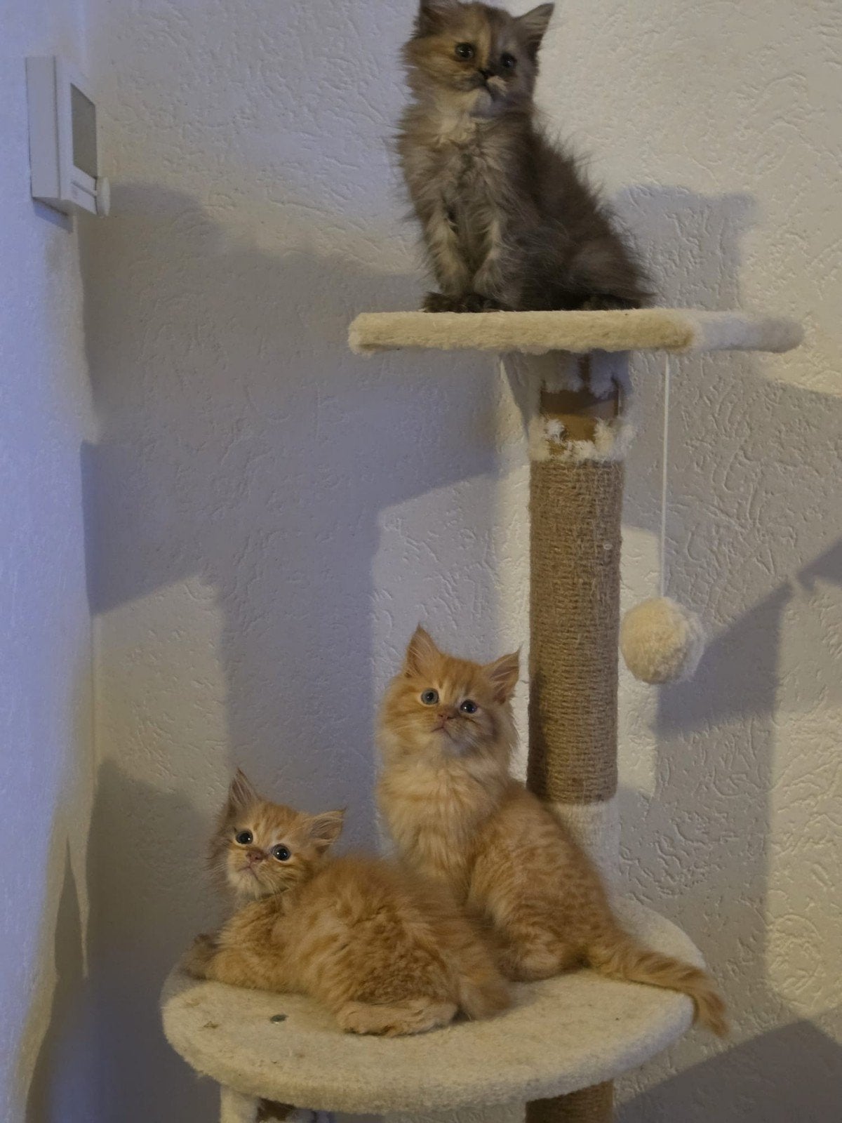 kittens Maine Coon XL mix - 25% Perzisch, groot en lief, Meerdere dieren, 0 tot 2 jaar