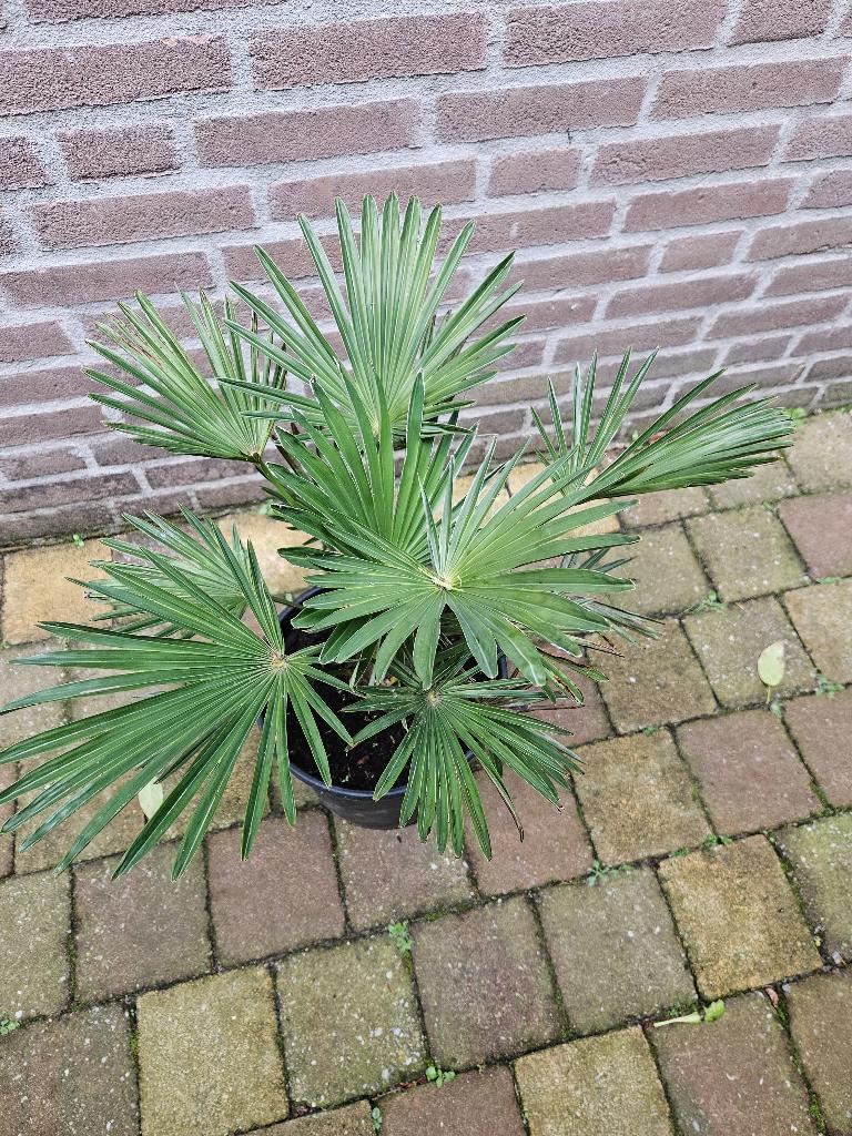 Trachycarpus Wagnerianus – winterharde tuinpalm, Tuin en Terras, Planten | Tuinplanten, Ophalen, Overige soorten, Volle zon